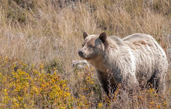 Nature, background, bear