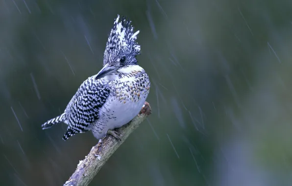 Macro, rain, bird, Kingfisher, bird. branch