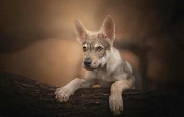 Look, portrait, dog, puppy, log, bokeh, Czechoslovakian, Wolfdog, The Czechoslovakian Wolfdog