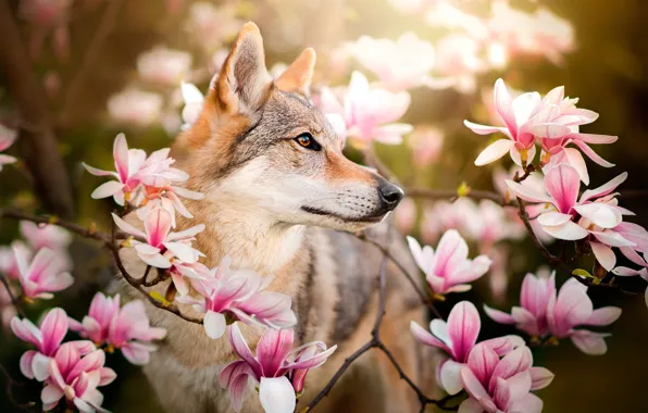 Flowers, branches, dog, Chinua, The Czechoslovakian Wolfdog
