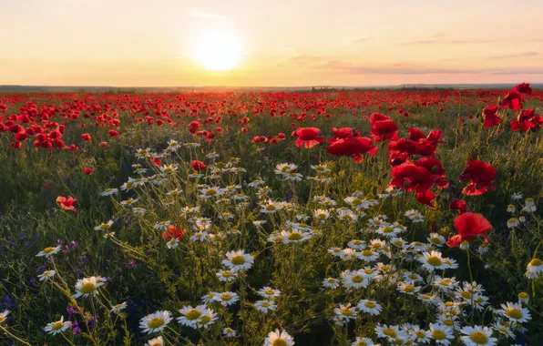 Field, the sun, flowers, Maki, chamomile, beauty, meadow, Julia Maltseva