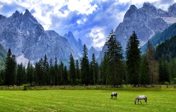 Field, landscape, mountains, tops, horses, horse, pasture, grazing