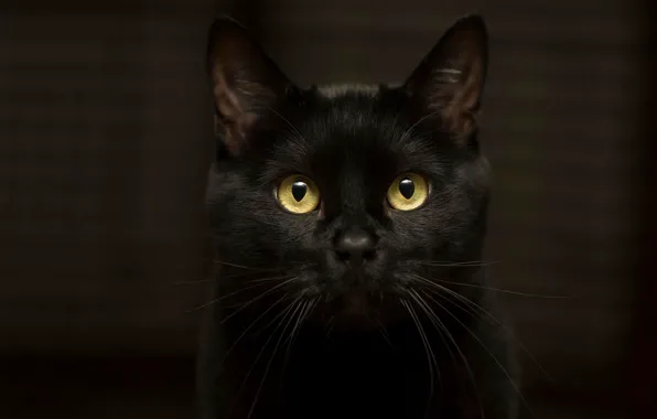 Picture cat, eyes, cat, look, darkness, background, black, spectacular