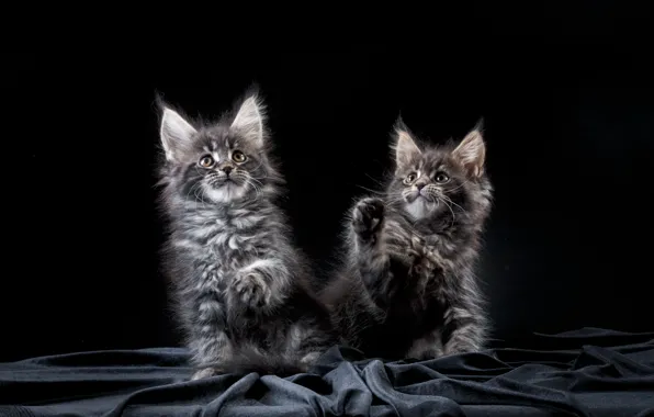 Picture cat, the game, legs, Milesi