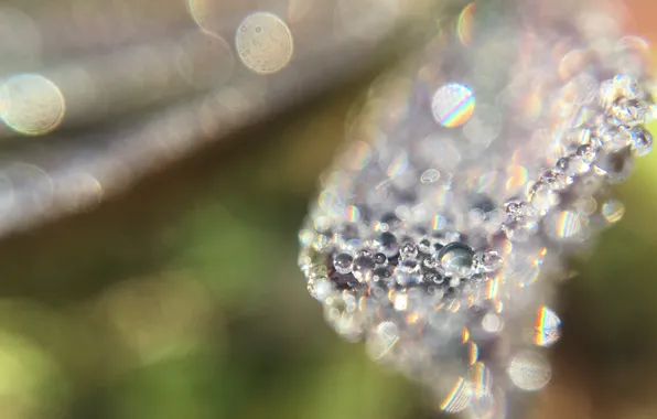 Foliage, sunlight, dew on the grass, water and leaf