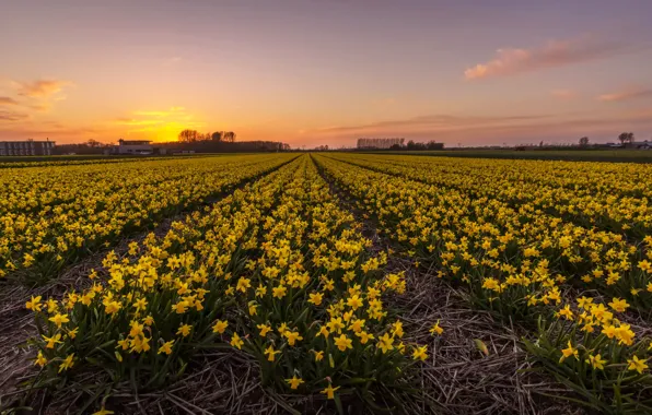 Field, sunset, sunset, daffodils, plantation, Netherlands, Fields