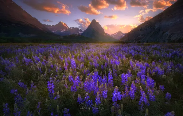 Flowers, mountains, New Zealand, lupins