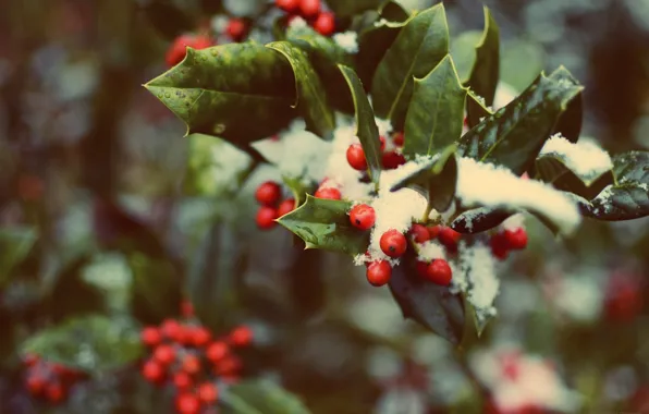 Forest, leaves, snow, red, green, berries, tree, Christmas