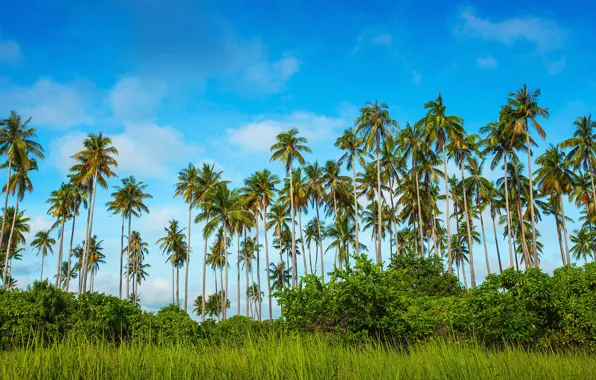 Greens, the sky, grass, blue, palm trees, contrast, the bushes