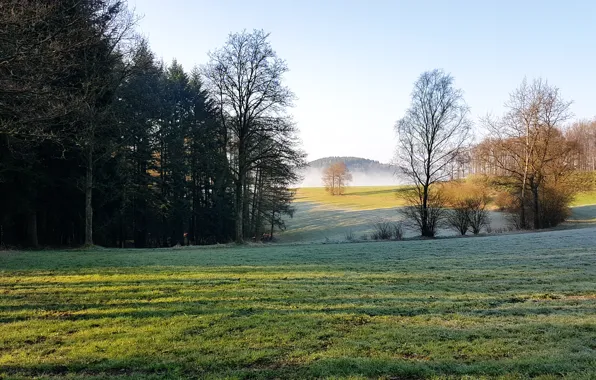 Picture field, grass, trees