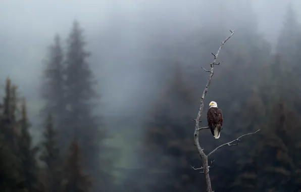 Forest, fog, tree, bird, branch, ate, snowfall, bald eagle