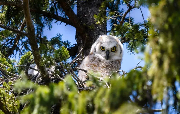 Picture look, trees, branches, owl, bird, foliage, blue background, bokeh
