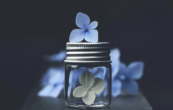 Flowers, background, Bank
