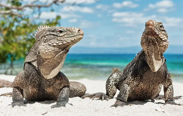 Picture beach, animals, iguana