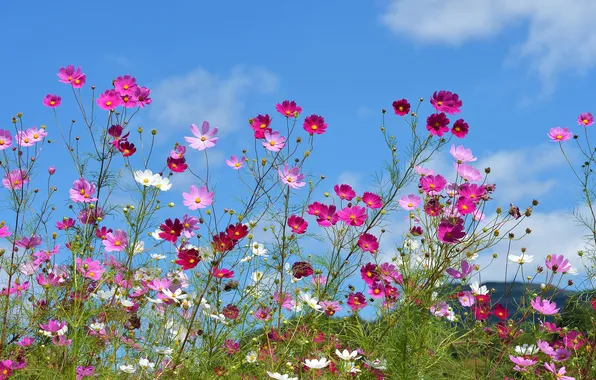 Field, the sky, flowers, meadow, kosmeya