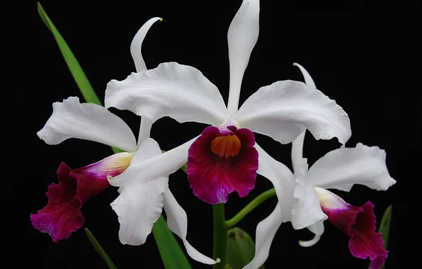 Leaves, macro, background, petals, Orchid