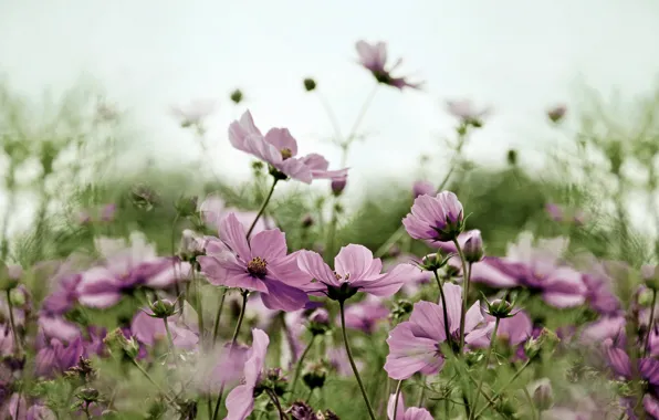 Flowers, pink, field, kosmeya