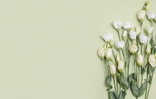 Picture flowers, bouquet, eustoma