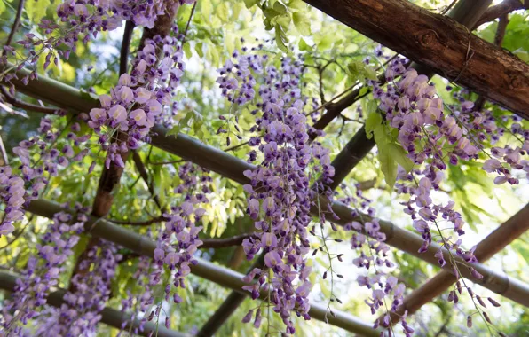 Lilac, Wisteria, Wisteria
