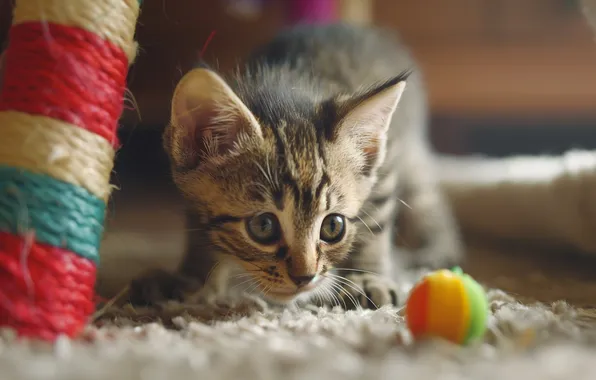 Cat, look, pose, kitty, grey, carpet, toy, the game