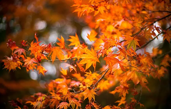 Autumn, leaves, branches, maple, Japanese maple