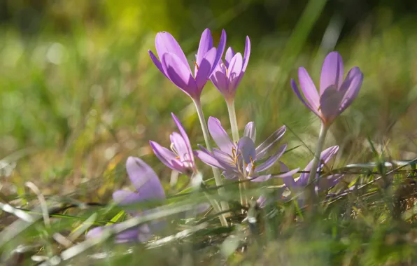 Picture grass, light, glade, spring, crocuses, pink, bokeh