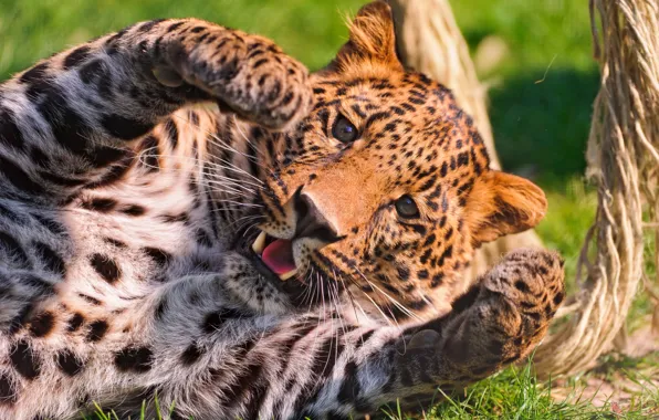 Face, paws, leopard, plays, spotted