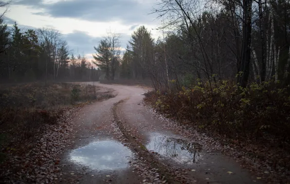 Road, forest, puddle