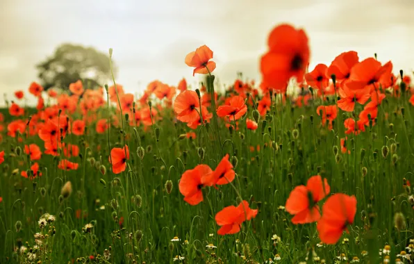 Picture field, summer, Maki, petals, meadow