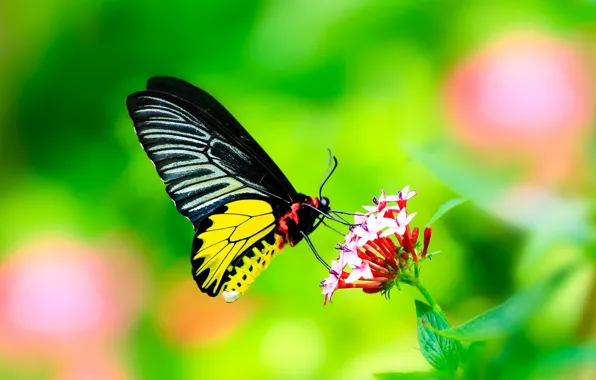 Picture flower, leaves, butterfly, Macro, wings