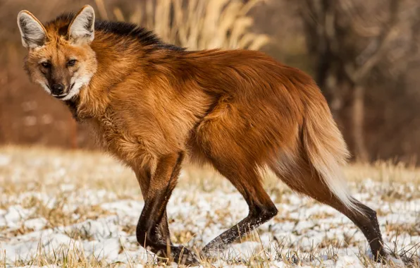 Picture fox, animal, wildlife, ..manedwolf