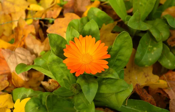 Picture Autumn, Leaves, Autumn, calendula, Leaves, Orange flower, Orange flower, Calendula