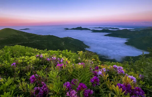 Sea, flowers, nature, spring, flowering, shrub