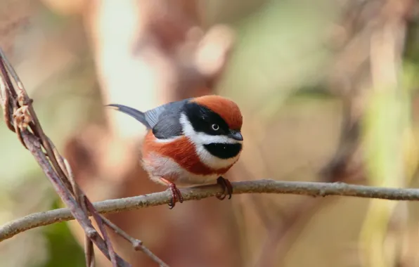 Picture tit, Ryzhevolosaya, long-tailed, small songbird