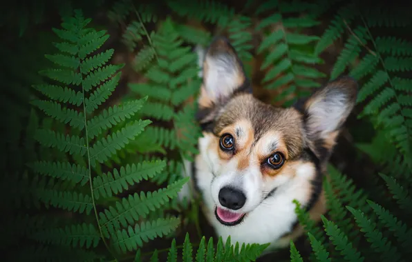 Look, pose, portrait, dog, face, fern, Corgi