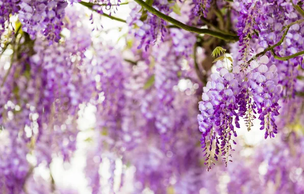 Flowers, close-up, branches, nature, glare, mood, color, beauty