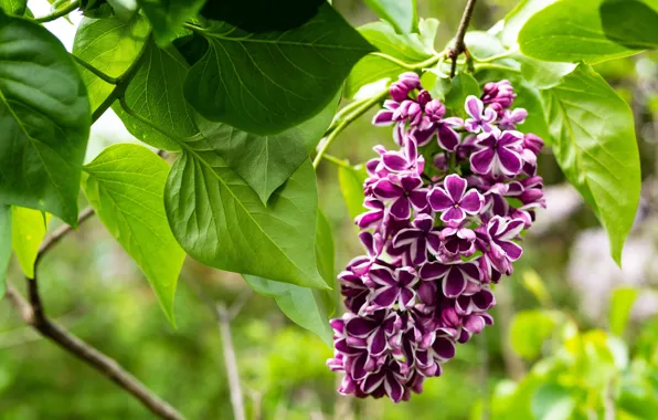 Wallpaper branches, flowers, leaves, bokeh, lilac, greens, flowering, spring