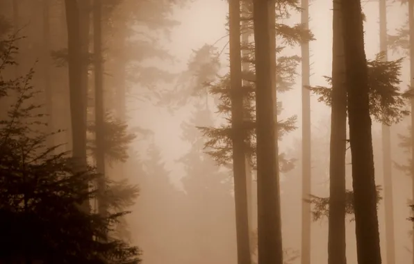 Forest, Fog, Sepia