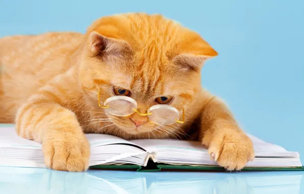 Picture cat, background, humor, paws, red, glasses, lies, book