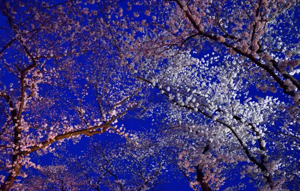 Picture flowers, spring, Japan, Sakura, flowering, Kyoto