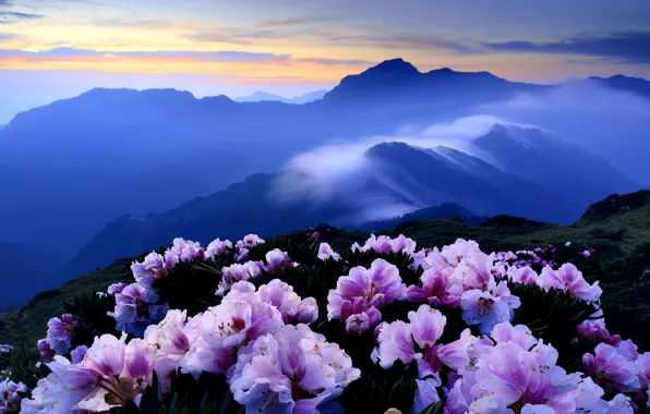 Picture flowers, mountains, fog, blue, hills, pink, the bushes, Azalea