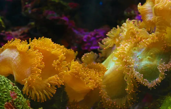 Nature, the ocean, paint, Thailand, sea anemone