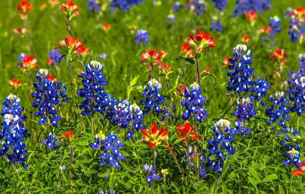 Field, grass, flowers, paint, meadow