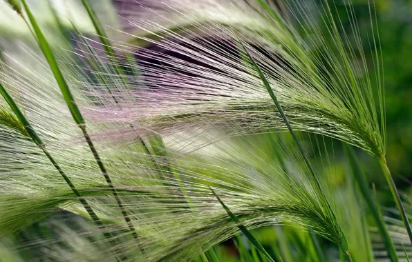 Picture green, plant, panicle