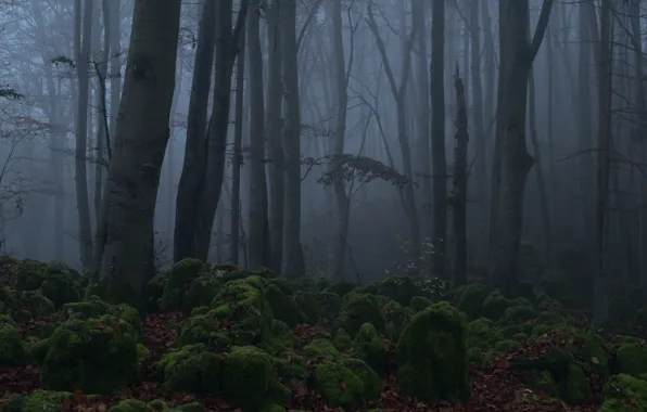 Forest, trees, night, nature, fog, moss, twilight, Niklas Hamisch