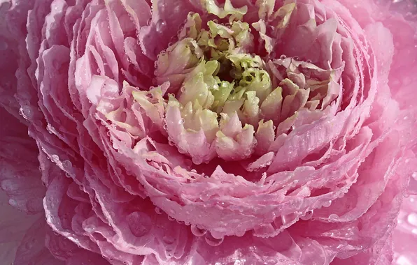 Flower, drops, pink, petals, peony