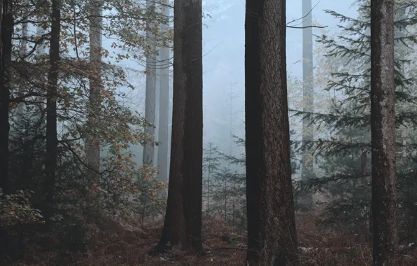 Autumn, forest, trees, nature, fog