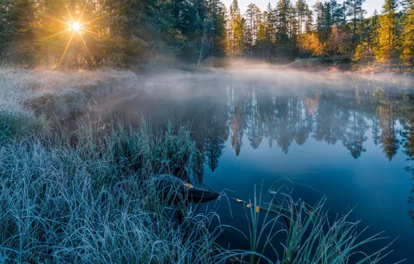 Picture frost, the sun, rays, light, nature, fog, lake, river