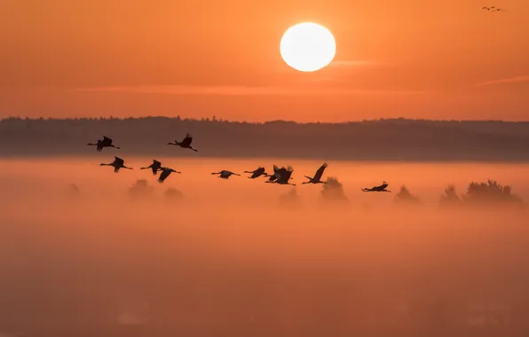 Forest, the sky, the sun, light, flight, landscape, sunset, nature