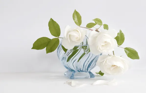 White, roses, vase